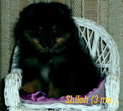Shiloh in shair 2-2-03.jpg (90501 bytes)
